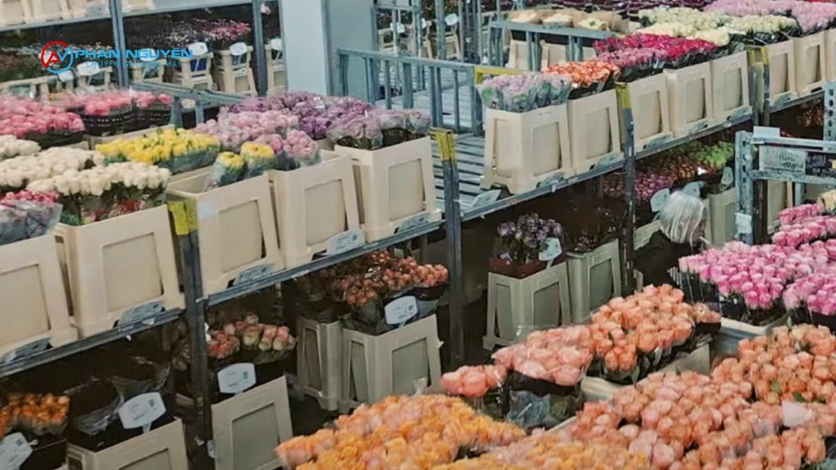 Bảng Nhận Diện Sự Cố Kho Lạnh Hoa Theo Mức Độ Đe Tọa Chất Lượng Hoa