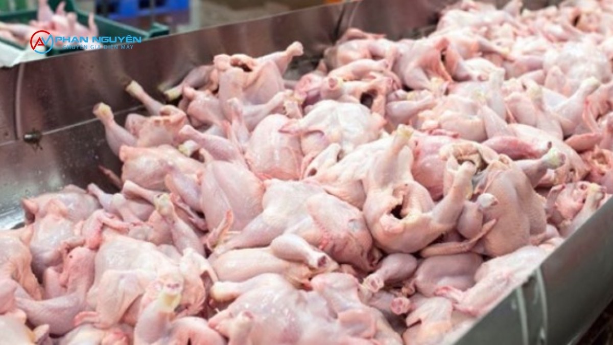 Các Loại Kho Lạnh Bảo Quản Thịt Gà Phan Nguyên Triển Khai