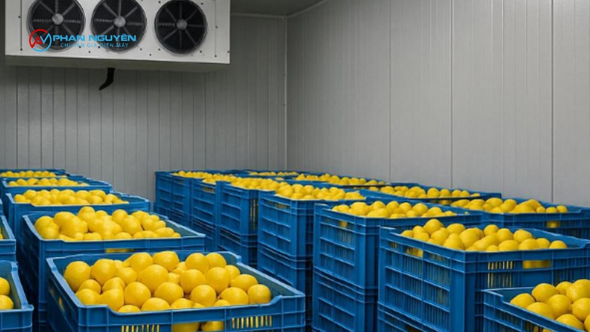 Các Loại Kho Lạnh Bảo Quản Trái Cây Phan Nguyên Triển Khai Tại Hà Nội & Miền Bắc