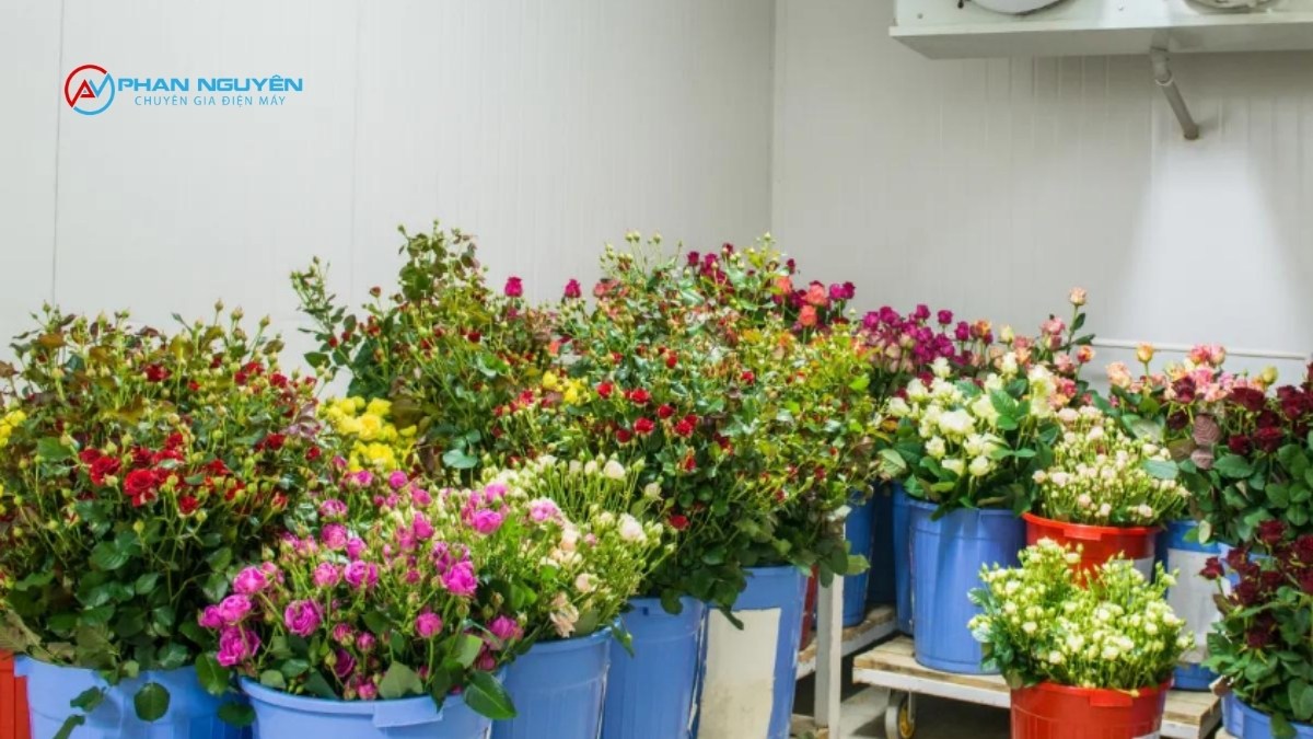 Các Lỗi Kỹ Thuật Thường Gặp Ở Kho Lạnh Bảo Quản Hoa Và Cách Khắc Phục