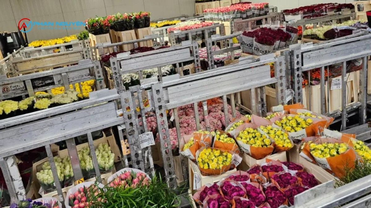 Khu Vực Sửa Kho Lạnh Bảo Quản Hoa Tại Hà Nội Và Vùng Trồng Hoa Miền Bắc