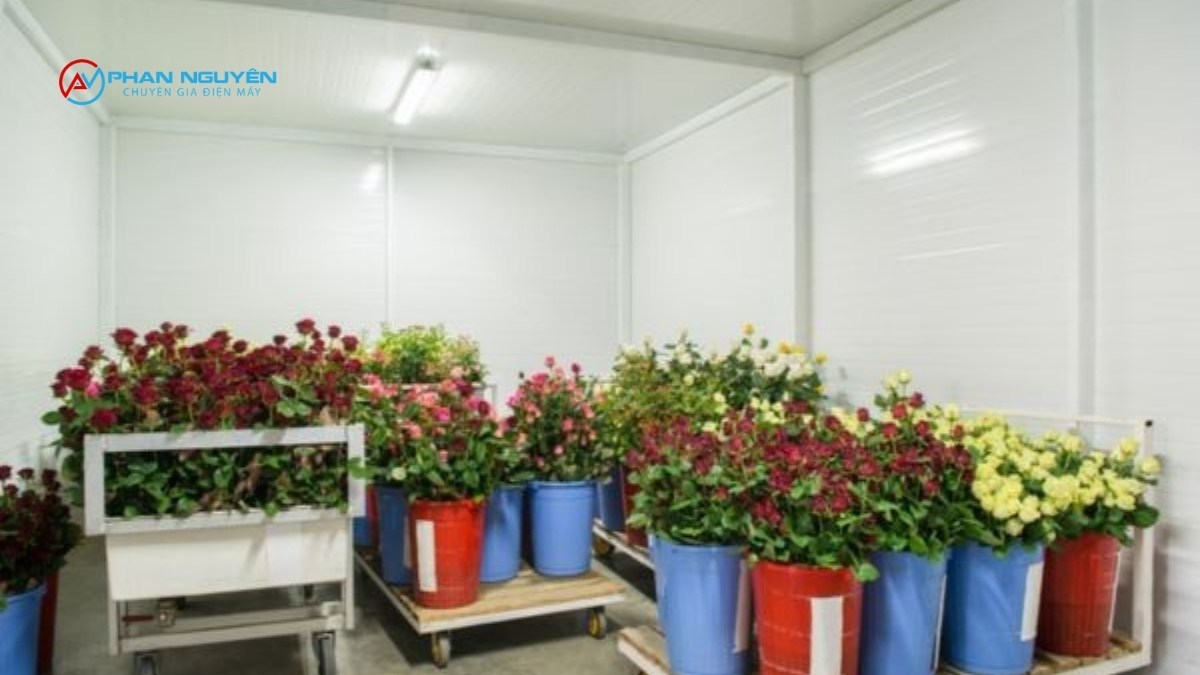 Vì Sao Kho Lạnh Bảo Quản Hoa Cần Được Sửa Chữa Khẩn Cấp Hơn Các Loại Kho Khác?